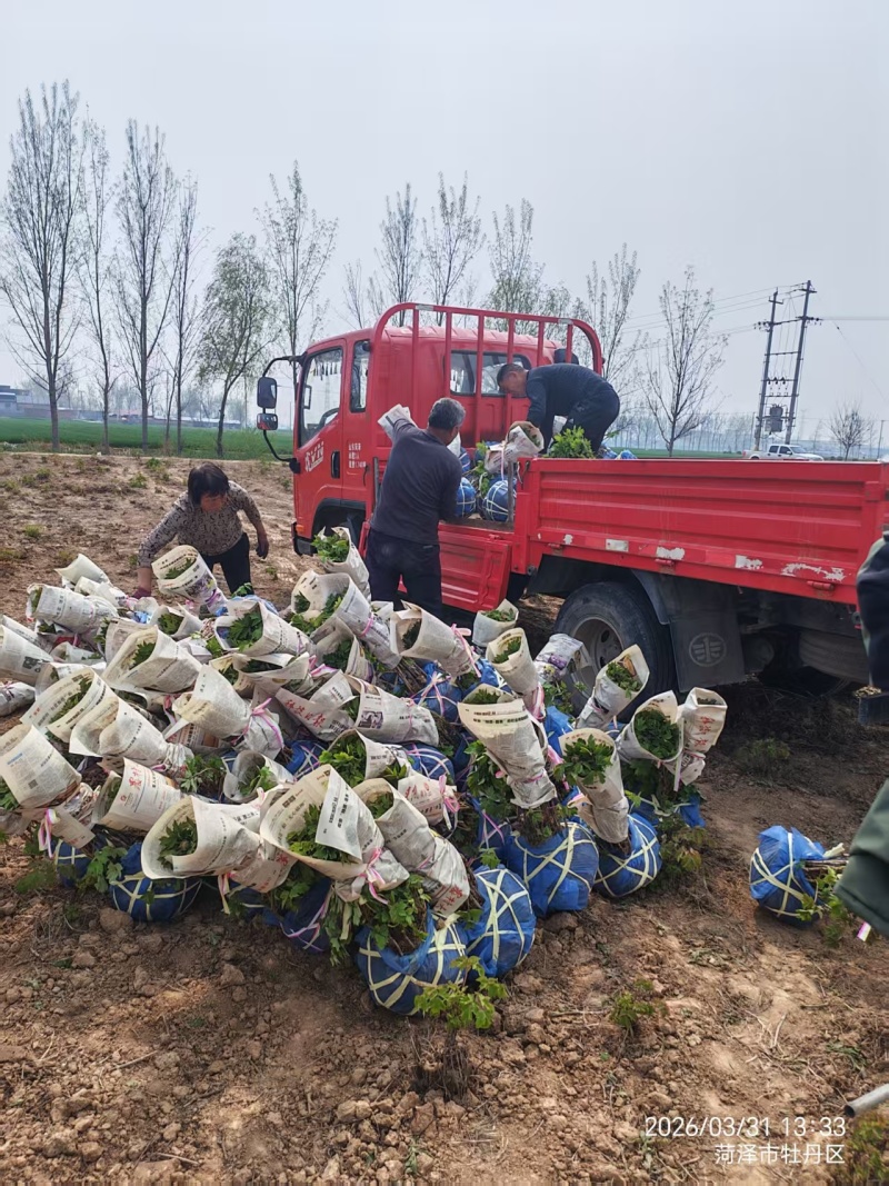 山东洛阳红牡丹大量发货，产地直发，一手货源，对接全国