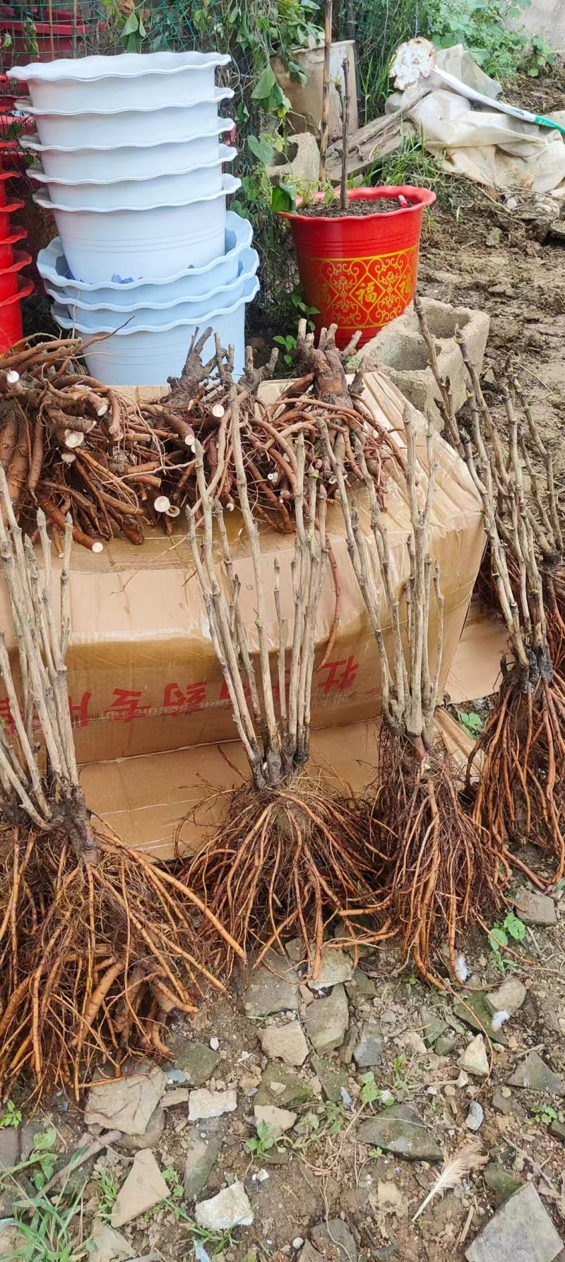 山东洛阳红牡丹大量发货，产地直发，一手货源，对接全国