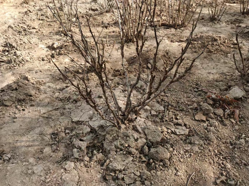 山东洛阳红牡丹大量发货，产地直发，一手货源，对接全国