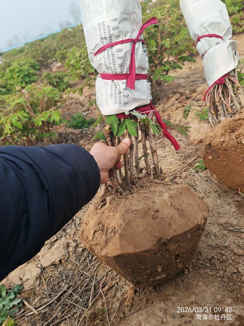 山东洛阳红牡丹大量发货，产地直发，一手货源，对接全国