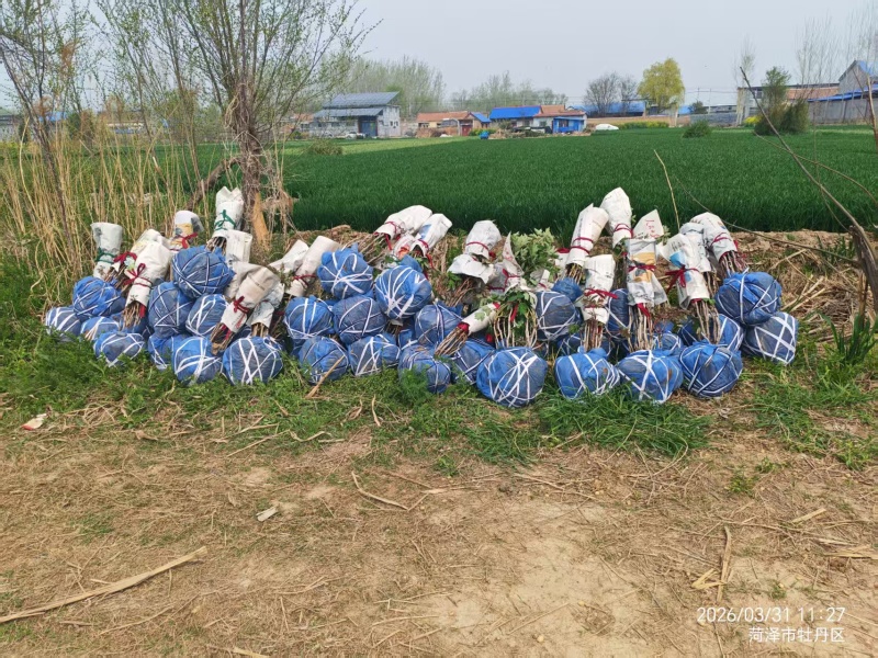 山东洛阳红牡丹大量发货，产地直发，一手货源，对接全国