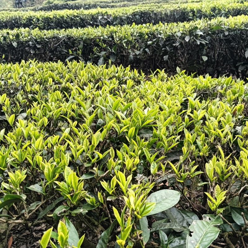 云南绿茶