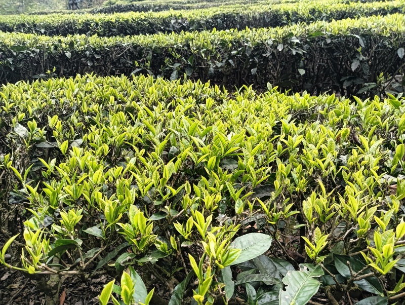 云南绿茶