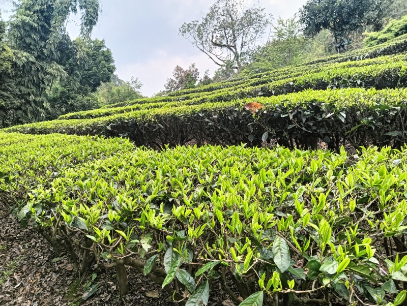 云南绿茶