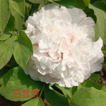 白雪塔牡丹，山东产地直发，万亩基地，规格齐全，发货全国