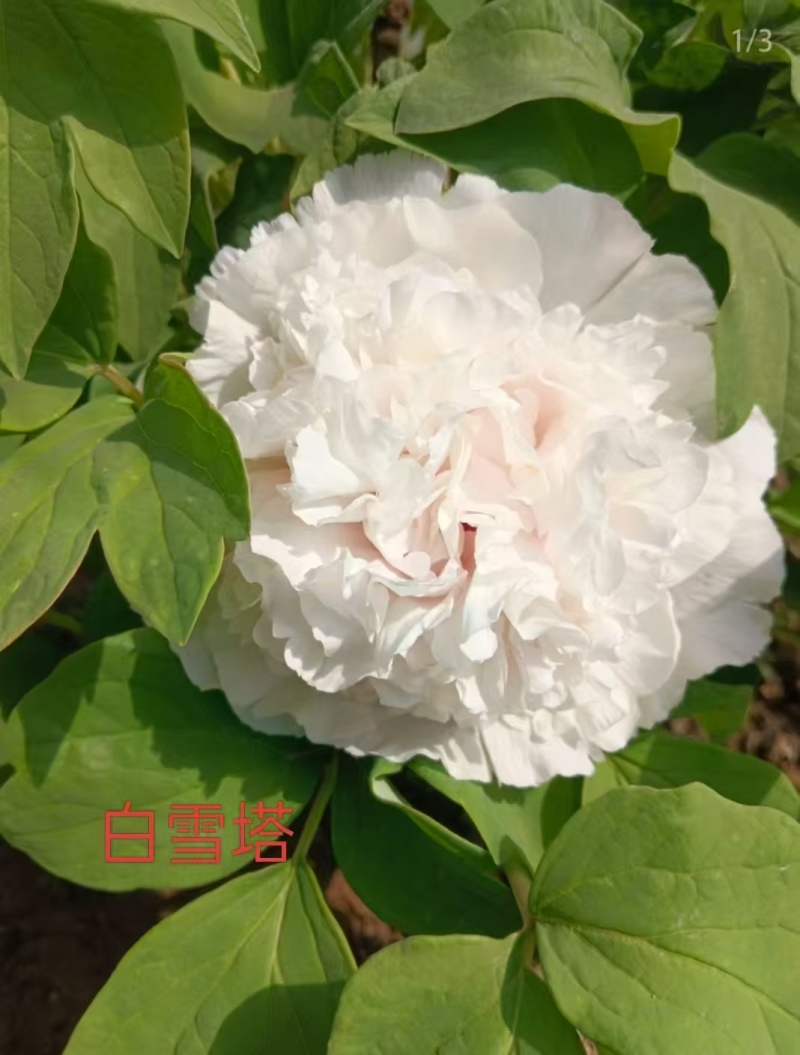 白雪塔牡丹，山东产地直发，万亩基地，规格齐全，发货全国