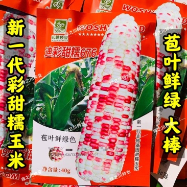 沃蔬迪彩甜糯676玉米种子鲜食南方早熟高产大棒甜糯玉米种