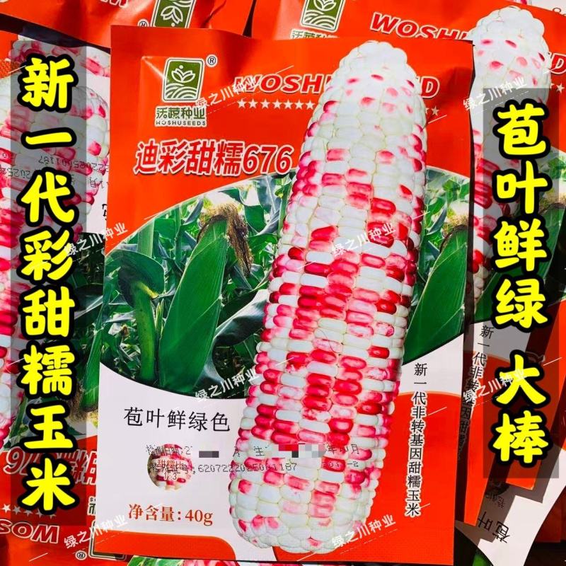 沃蔬迪彩甜糯676玉米种子鲜食南方早熟高产大棒甜糯玉米种
