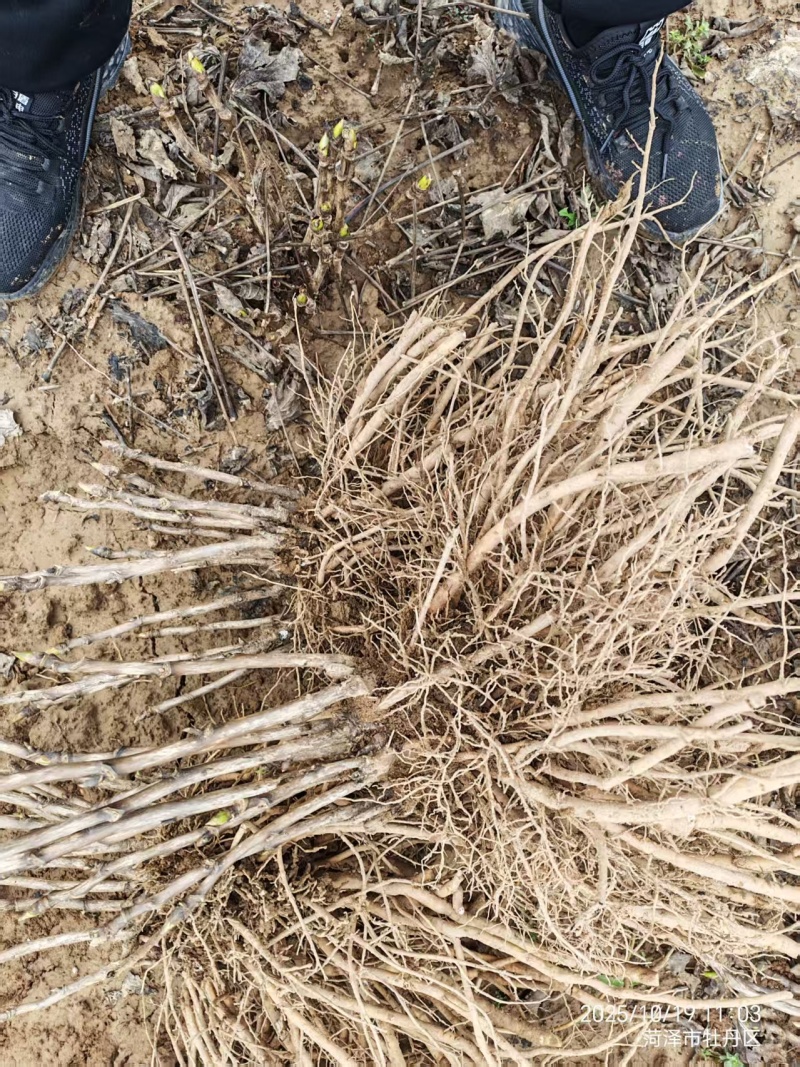 白雪塔牡丹，山东产地直发，万亩基地，规格齐全，发货全国