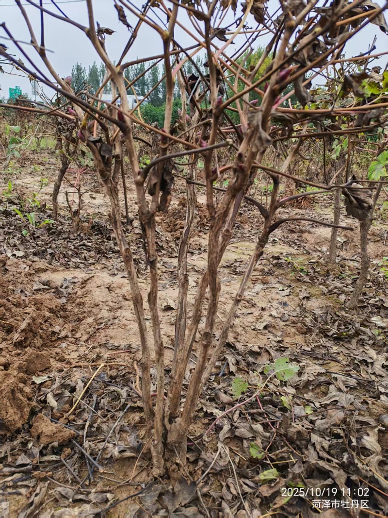 白雪塔牡丹，山东产地直发，万亩基地，规格齐全，发货全国