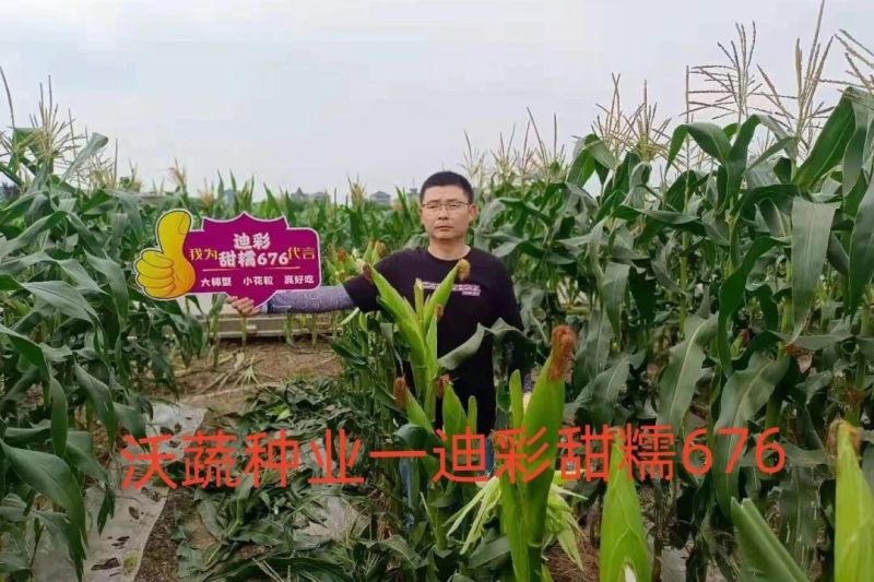 沃蔬迪彩甜糯676玉米种子鲜食南方早熟高产大棒甜糯玉米种