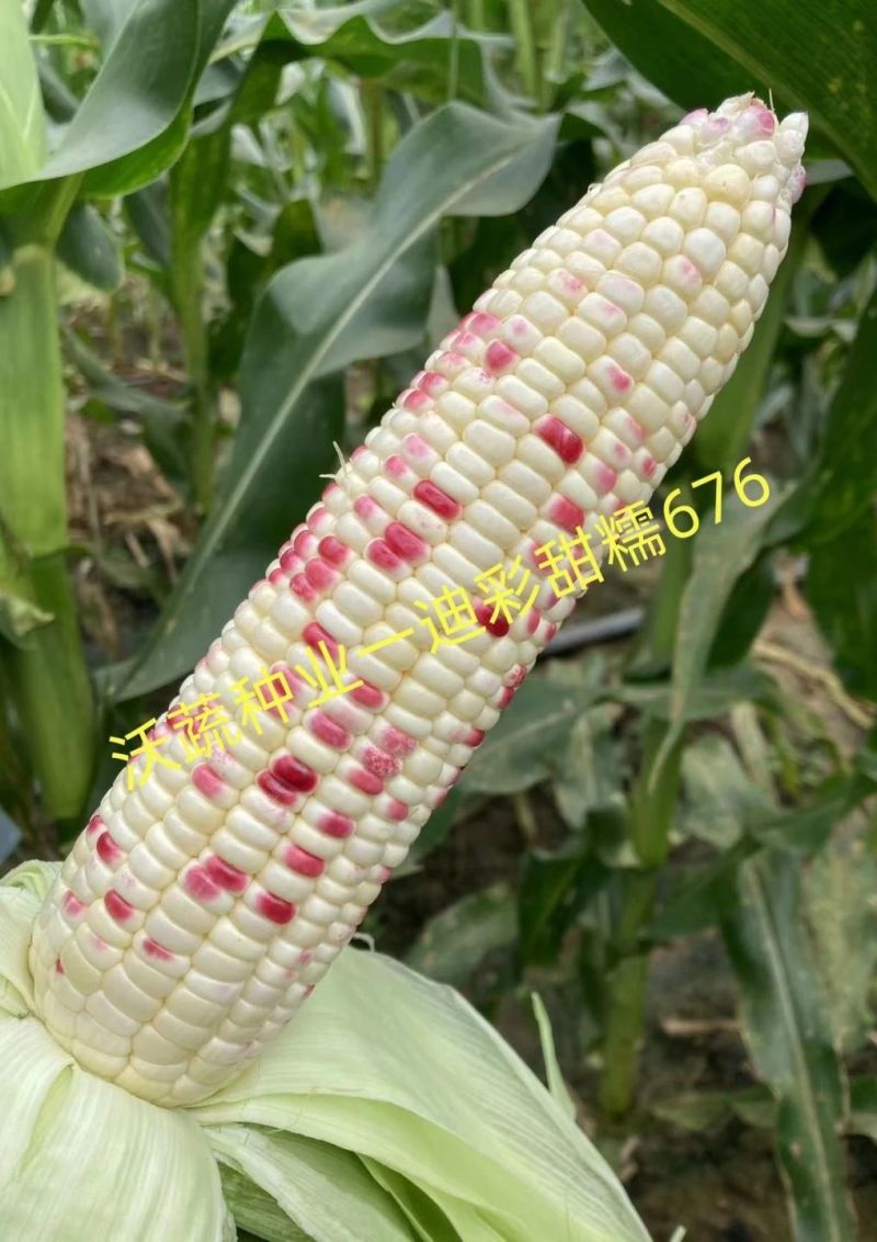 沃蔬迪彩甜糯676玉米种子鲜食南方早熟高产大棒甜糯玉米种