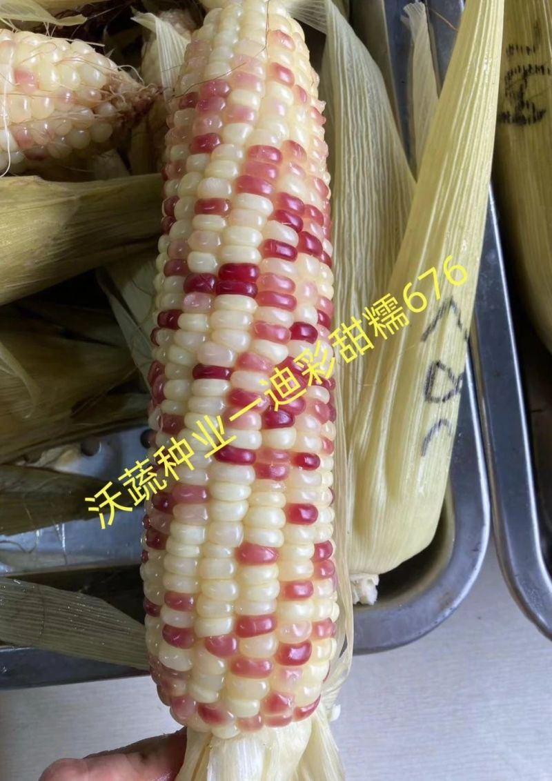 沃蔬迪彩甜糯676玉米种子鲜食南方早熟高产大棒甜糯玉米种