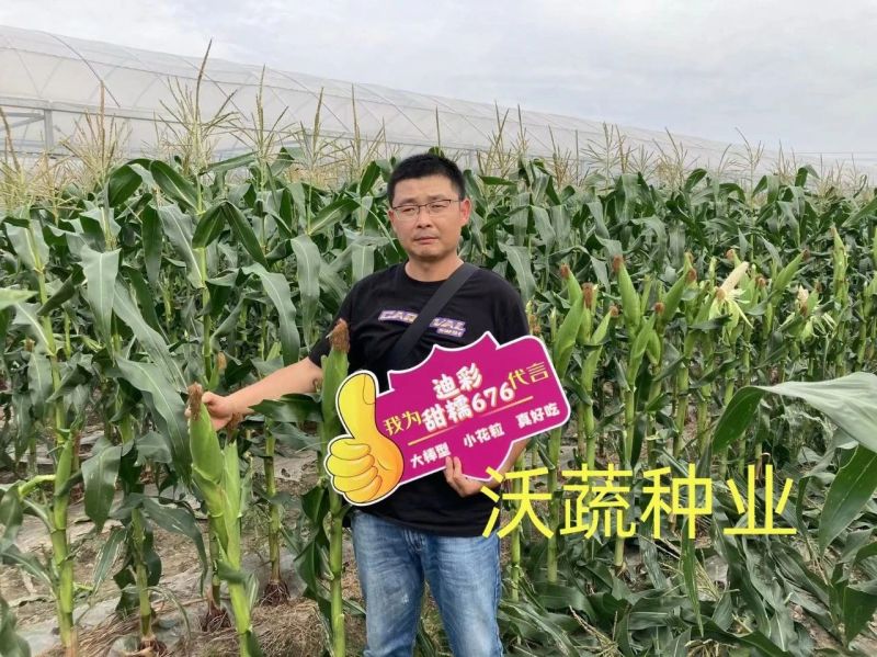 沃蔬迪彩甜糯676玉米种子鲜食南方早熟高产大棒甜糯玉米种
