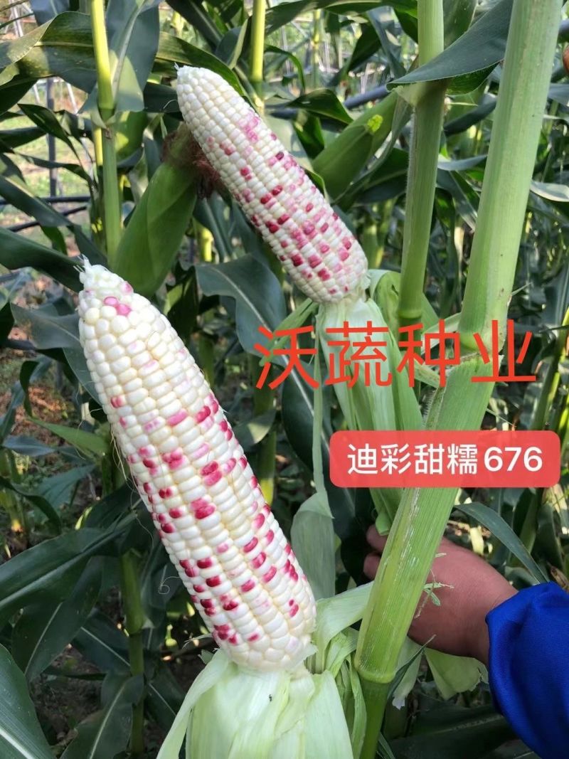 沃蔬迪彩甜糯676玉米种子鲜食南方早熟高产大棒甜糯玉米种