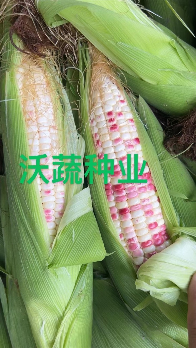 沃蔬迪彩甜糯676玉米种子鲜食南方早熟高产大棒甜糯玉米种