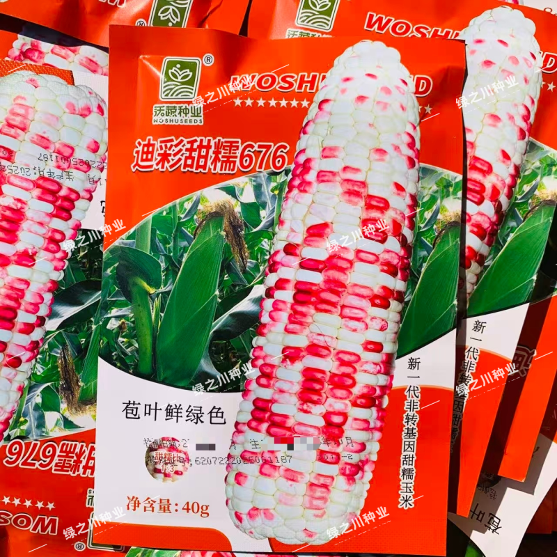 沃蔬迪彩甜糯676玉米种子鲜食南方早熟高产大棒甜糯玉米种