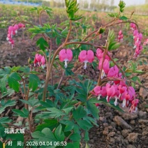 荷包牡丹，规格品种齐全，产地大量发货，一手货源，全国发货