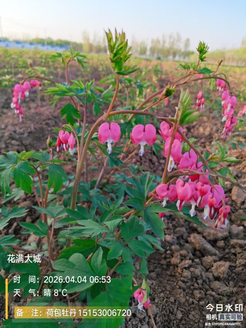 荷包牡丹，规格品种齐全，产地大量发货，一手货源，全国发货