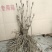 荷包牡丹，规格品种齐全，产地大量发货，一手货源，全国发货