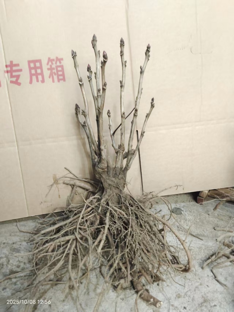 荷包牡丹，规格品种齐全，产地大量发货，一手货源，全国发货