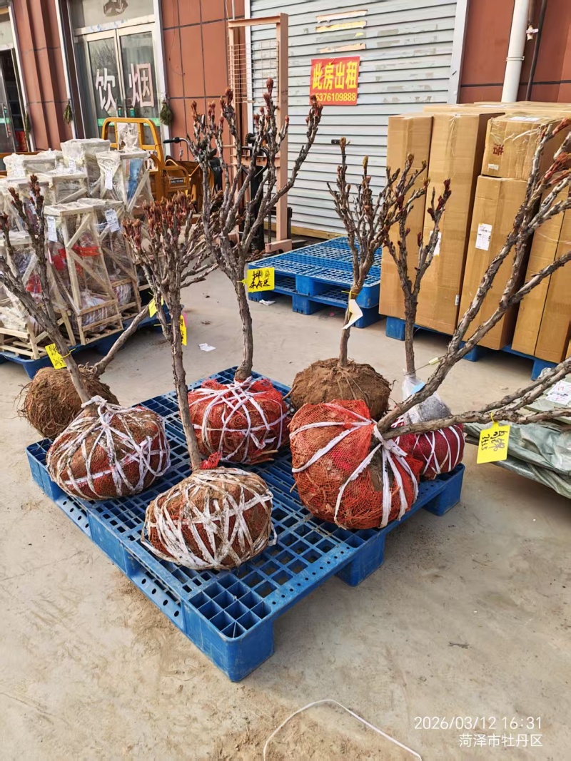荷包牡丹，规格品种齐全，产地大量发货，一手货源，全国发货