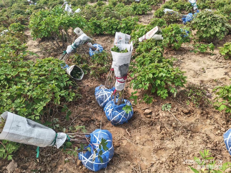 荷包牡丹，规格品种齐全，产地大量发货，一手货源，全国发货