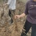 荷包牡丹，规格品种齐全，产地大量发货，一手货源，全国发货