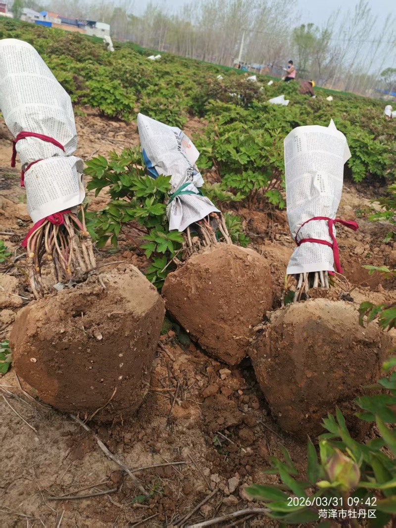 荷包牡丹，规格品种齐全，产地大量发货，一手货源，全国发货