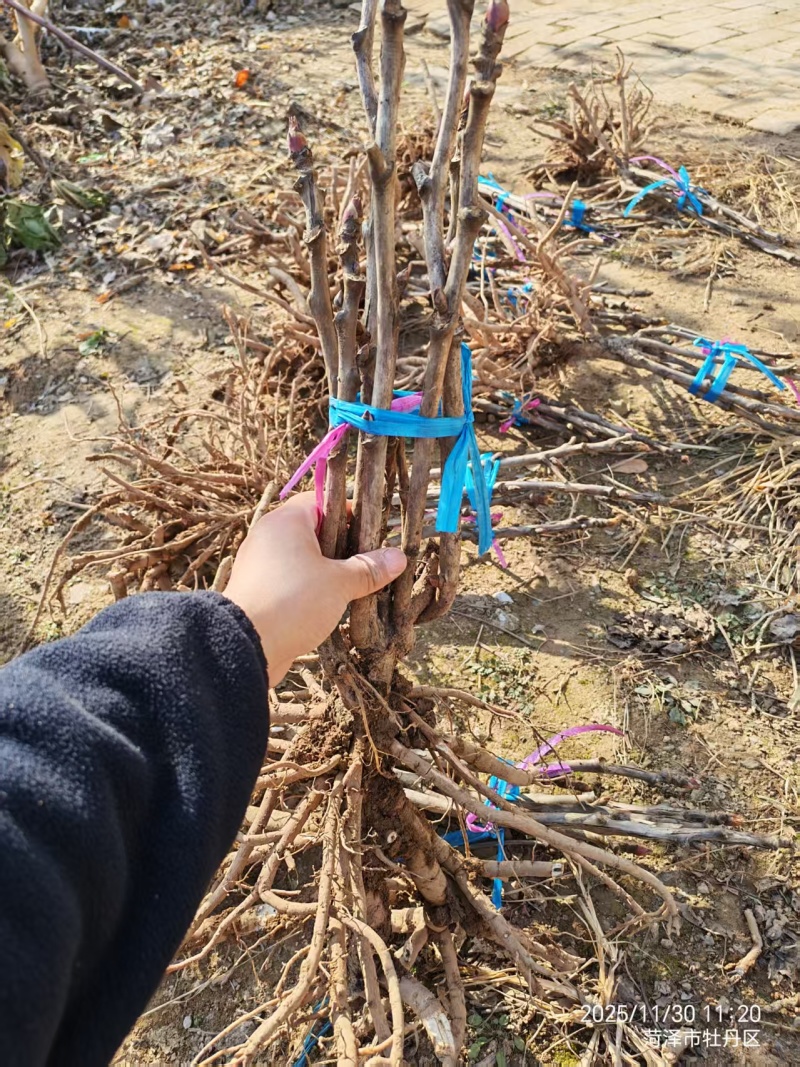 荷包牡丹，规格品种齐全，产地大量发货，一手货源，全国发货