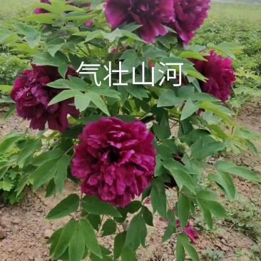 气壮山河牡丹，山东牡丹区大量发货，价格优惠，关系咨询