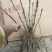 气壮山河牡丹，山东牡丹区大量发货，价格优惠，关系咨询