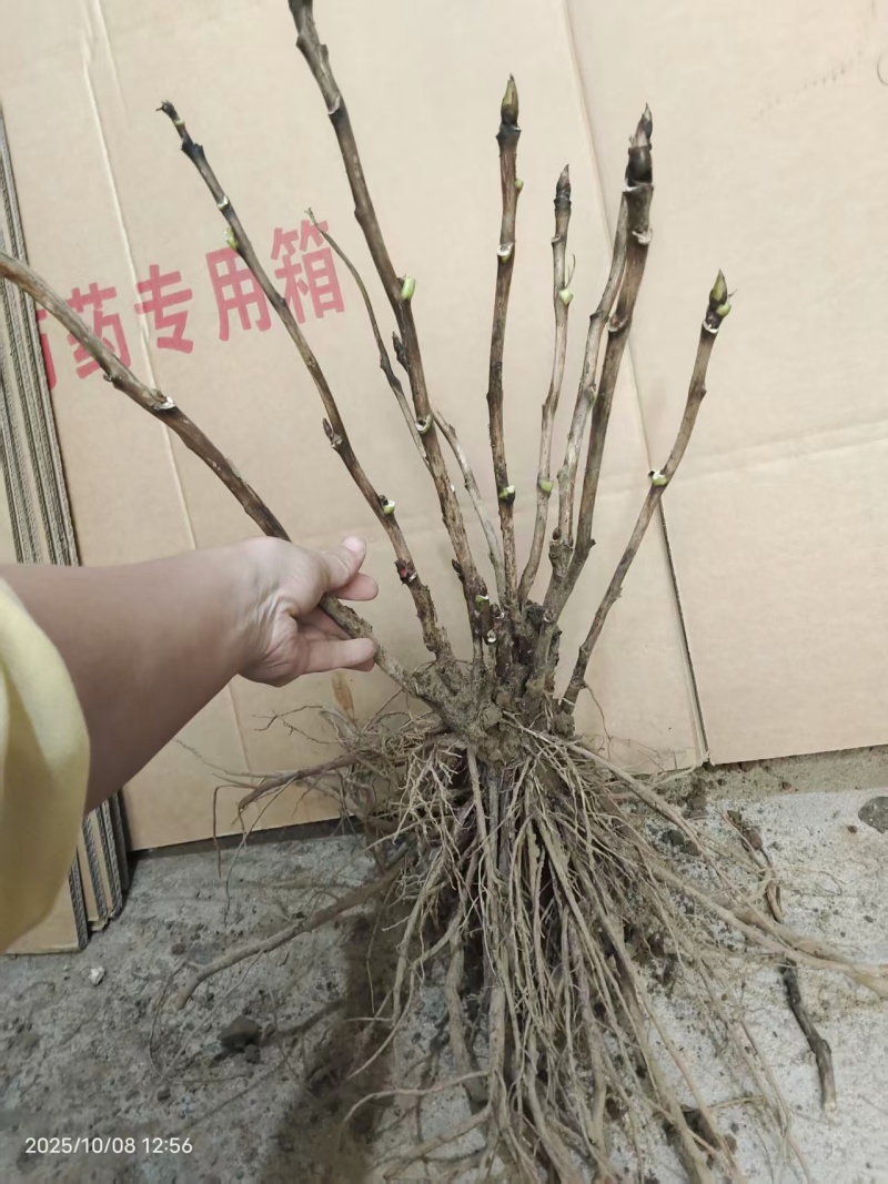 气壮山河牡丹，山东牡丹区大量发货，价格优惠，关系咨询