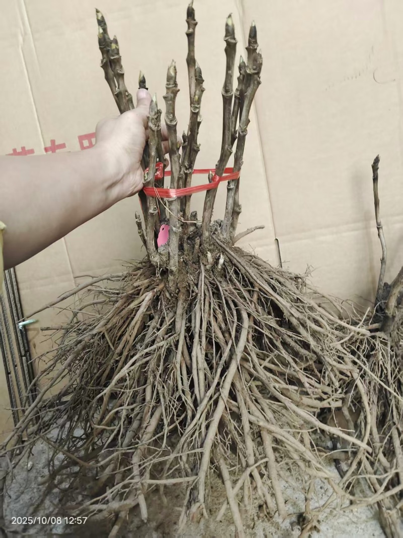 气壮山河牡丹，山东牡丹区大量发货，价格优惠，关系咨询