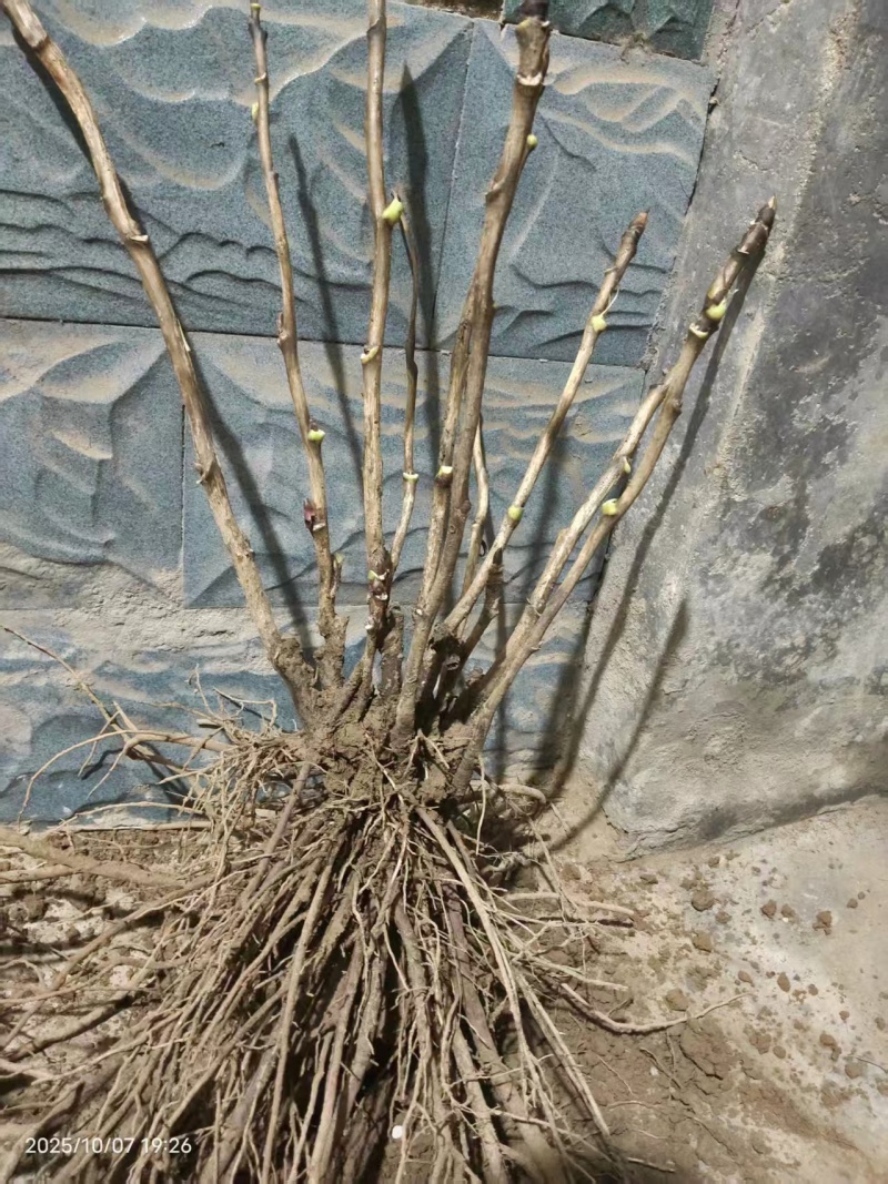 气壮山河牡丹，山东牡丹区大量发货，价格优惠，关系咨询