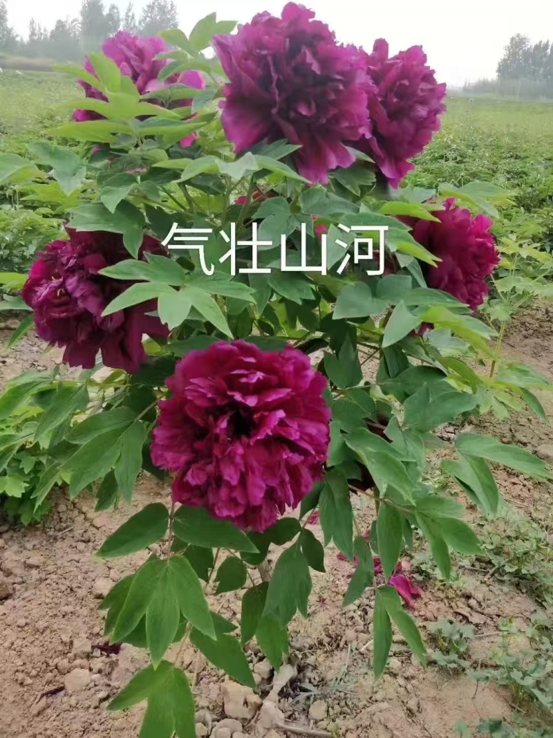 气壮山河牡丹，山东牡丹区大量发货，价格优惠，关系咨询