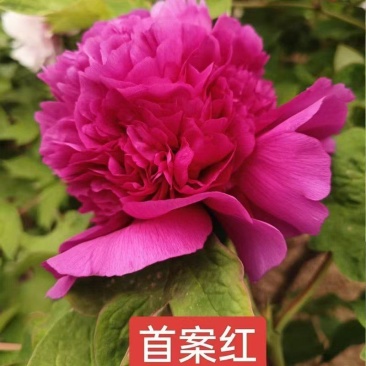 牡丹首案红，牡丹大量发货，产地品质齐全，质量保证