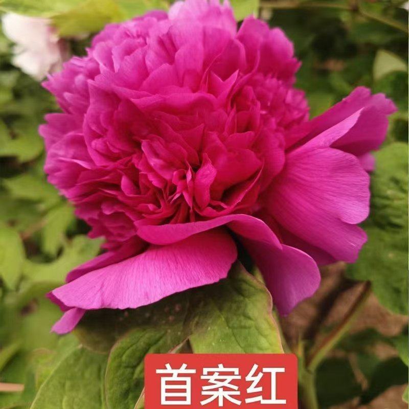 牡丹首案红，牡丹大量发货，产地品质齐全，质量保证
