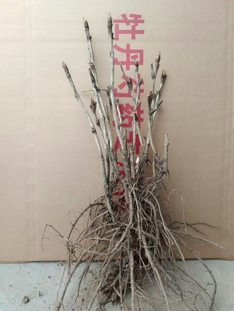 牡丹首案红，牡丹大量发货，产地品质齐全，质量保证