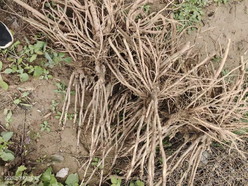 牡丹首案红，牡丹大量发货，产地品质齐全，质量保证