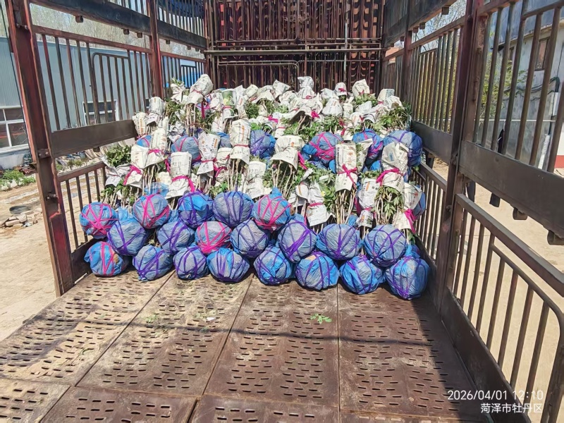 牡丹首案红，牡丹大量发货，产地品质齐全，质量保证