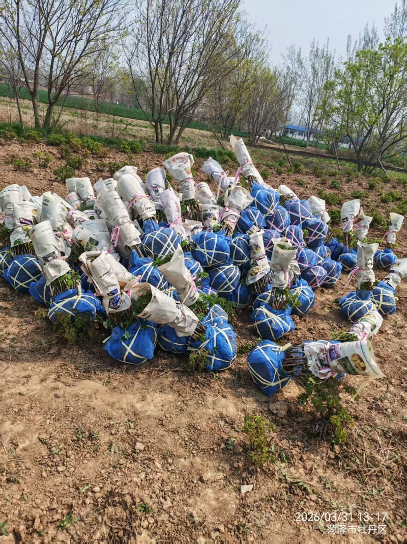 牡丹首案红，牡丹大量发货，产地品质齐全，质量保证
