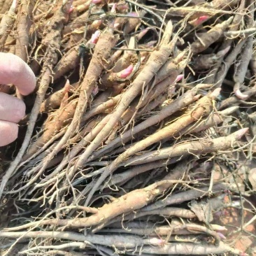芍药，产地大量发货，规格齐全，关系咨询，视频看货