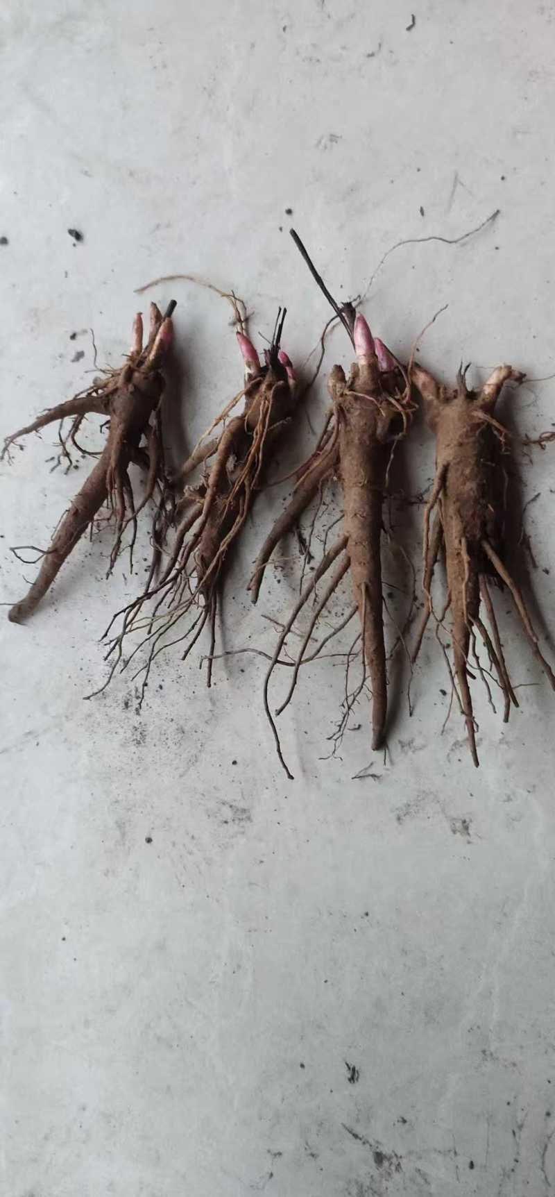 芍药，产地大量发货，规格齐全，关系咨询，视频看货
