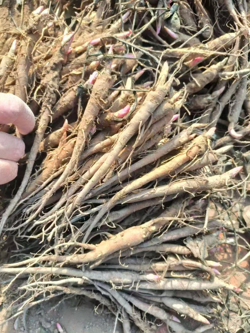 芍药，产地大量发货，规格齐全，关系咨询，视频看货