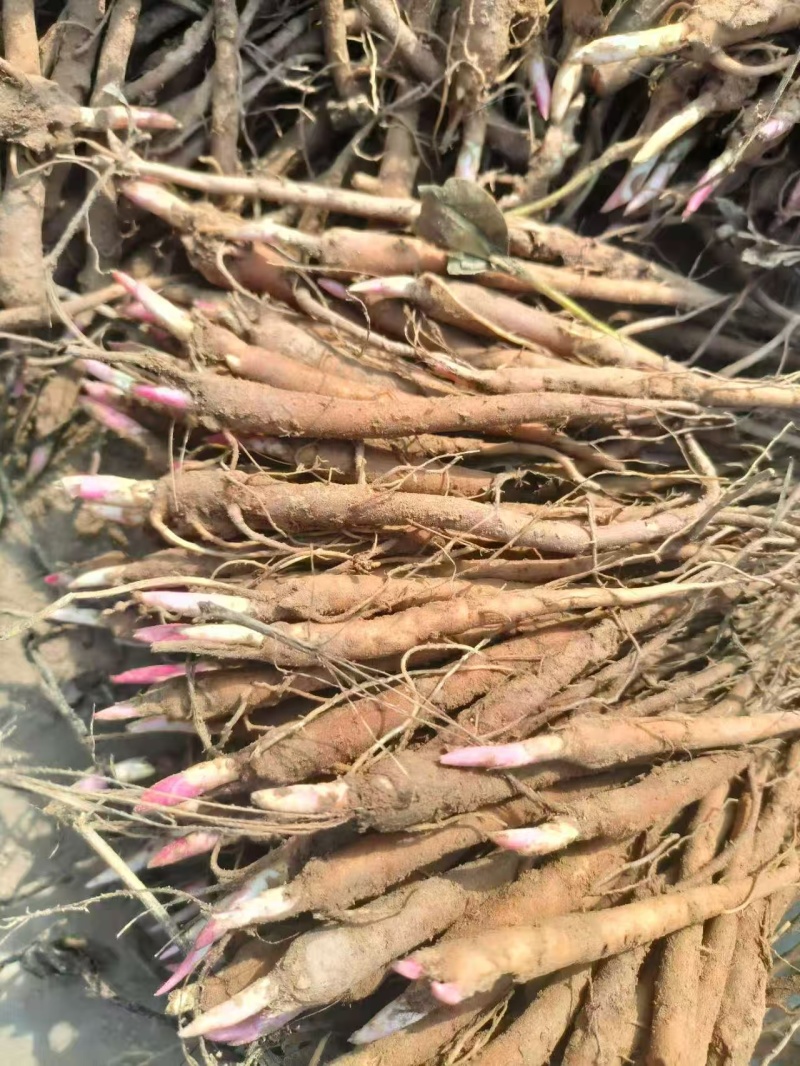 芍药，产地大量发货，规格齐全，关系咨询，视频看货