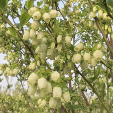 蓝莓苗花香蓝莓临沂莒南还有50亩品种齐全
