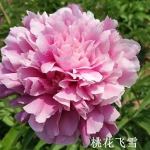芍药。桃花飞雪芍药，产地大量发货，规格齐全