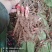 芍药。桃花飞雪芍药，产地大量发货，规格齐全