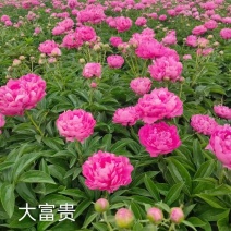 芍药，大富贵，产地大量发货，品种规格齐全，质量保证